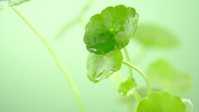 A front view water dropped into gotu kola in green background 