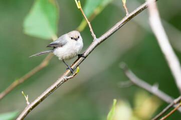 Bushtit bird perched on branch