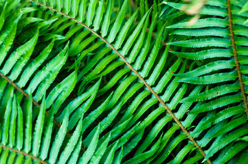 Green sword fern leaves