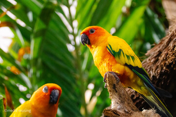 blue and yellow macaw