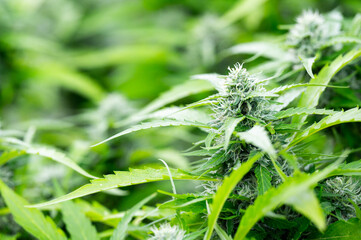 Cannabis plant flowering closeup