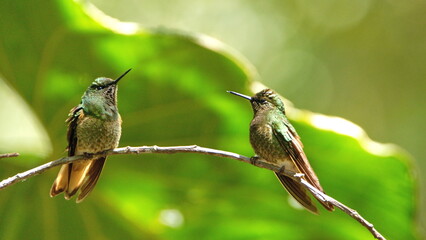 Buff-tailed coronet (Boissonneaua flavescens) hummingbirds perched in a tree at a bird lodge near...