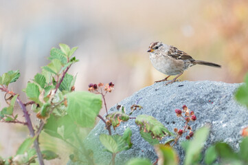 White-crowned sparrow bird perched on rock with green leaves