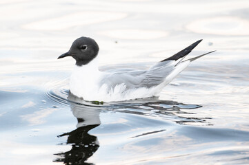 Bonaparte's gull in Pacific ocean