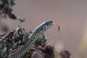 Common garter snake