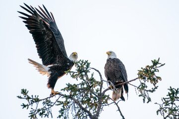 Pair of eagles, Vancouver Island