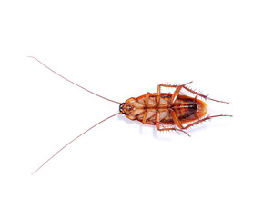 cockroach on white background Top view