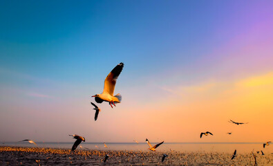 Seagulls skies and sunsets, background nature