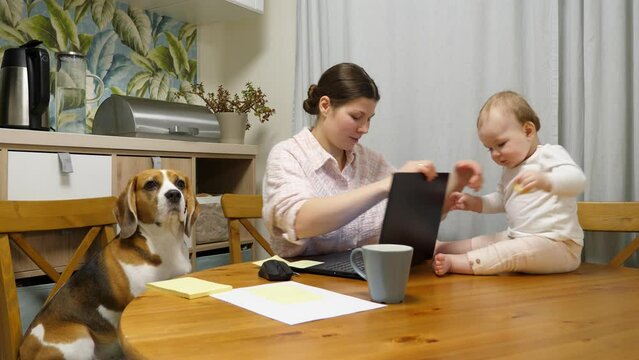 Young mother closes her laptop and turns her attention to her young daughter and her dog. One-year-old baby and beagle have been waiting a long time for mom to finish work and take time for them.