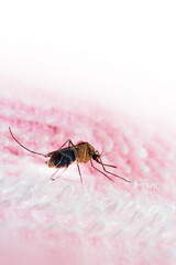 Close up of mosquito.     