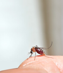 Mosquitoes sucking blood from human skins,  with copy space  