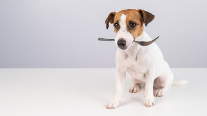Portrait of a dog Jack Russell Terrier holding a fork in his mouth on a white background. Copy space. 