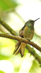 Buff-tailed coronet (Boissonneaua flavescens) hummingbird perched in a tree at a bird lodge near...