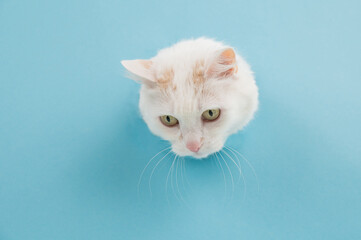 The muzzle of a white fluffy cat peeking out of a hole in a blue background. Copy space. 