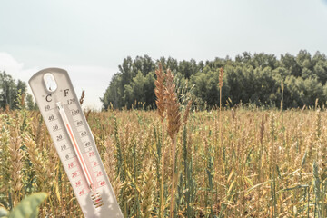 The thermometer is on the field. Summer, drought. High air temperature. Heat. Meteorology,...