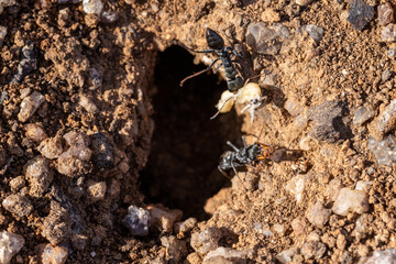 Black Jumper ants at nest