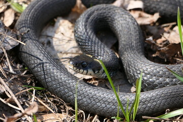 A snake, a large snake in the spring forest, in dry grass in its natural habitat, basking in the sun. High quality photo