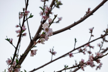 branch of peach flower