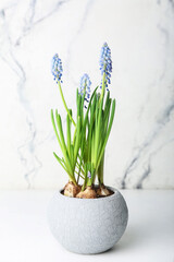 Pot with blooming grape hyacinth (Muscari) on light background