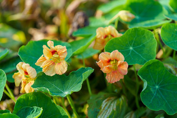 Orange nasturtium flowers in the flower bed