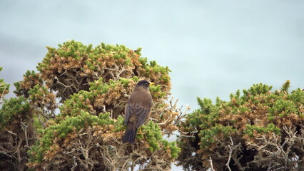 Falkland thrush (Turdus falcklandii) perched in a bush at Gypsy Cove, Stanley, Falkland Islands