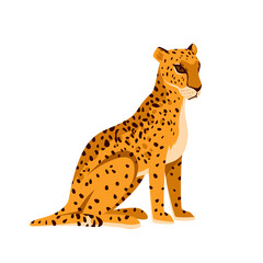 Wild leopard in sitting pose. Jungle carnivore animal, tropical feline hunter, african mammal cat, dangerous fast exotic panther, spotted fur and muzzle vector illustration