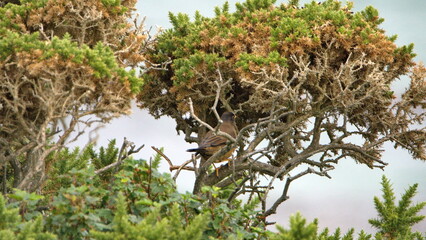 Falkland thrush (Turdus falcklandii) perched in a bush at Gypsy Cove, Stanley, Falkland Islands