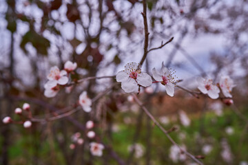 Wild cherry blossoms on forest of Sanguesa