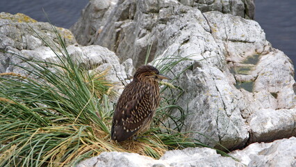 Black-crowned night heron (Nycticorax nycticorax) chick in a nest at Gypsy Cove, Stanley, Falkland Islands