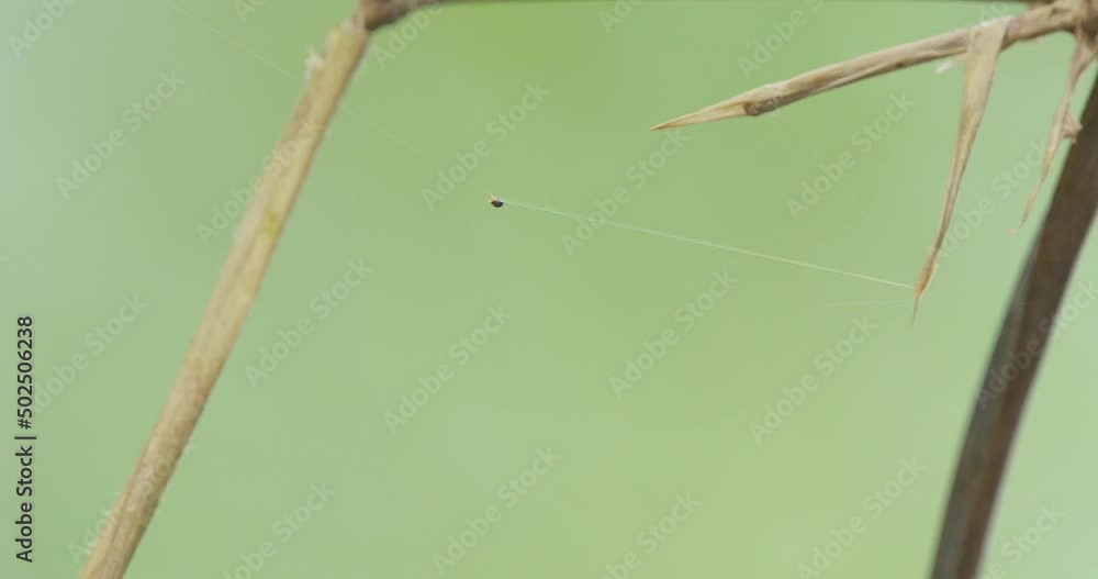 Poster orb weaver spider building a big strand of its intricate web