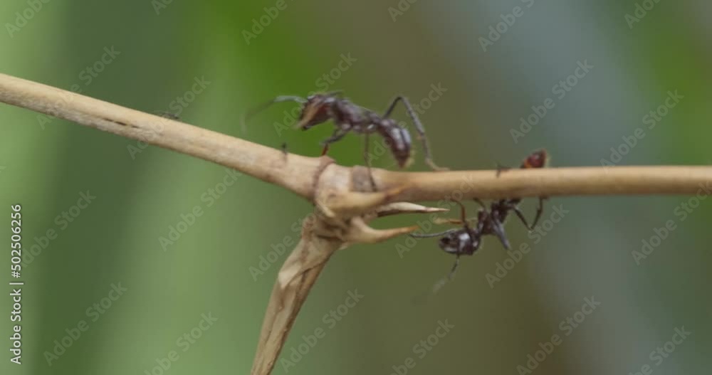 Poster two bullet ants walk on twigs together searching for something with green background