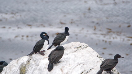 Magellanic cormorants (Leucocarbo magellanicus) perched on a rock at Gypsy Cove, Stanley, Falkland Islands
