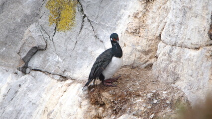 Magellanic cormorant (Leucocarbo magellanicus) perched on a rock at Gypsy Cove, Stanley, Falkland Islands