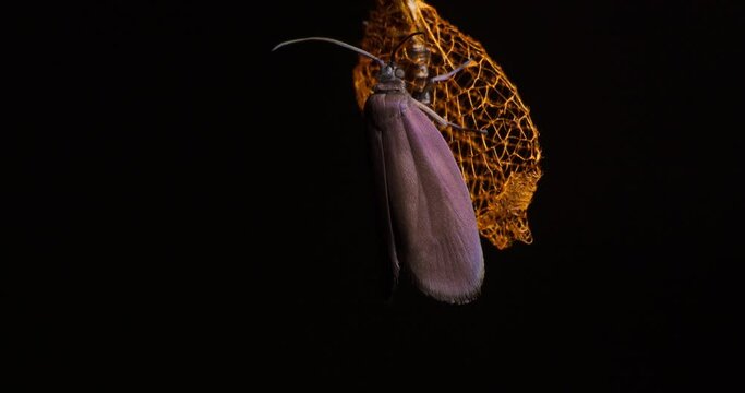 Urodid Moth sitting on it pupa after it emerges drying its wings preparing for its first flight , time-lapse
