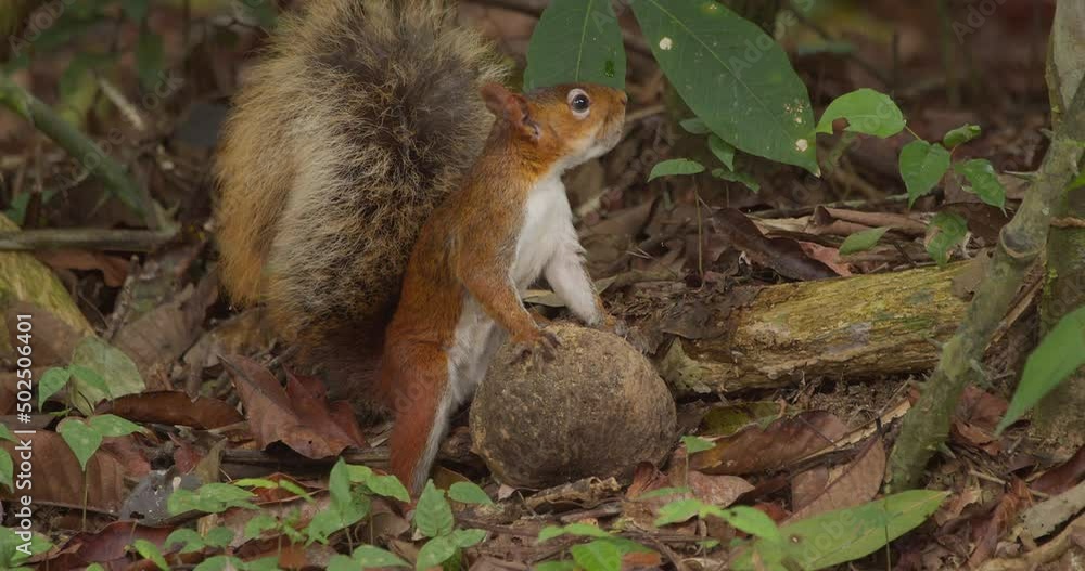 Poster a squirrel holding a large nut struggles to chew into it, close up shot