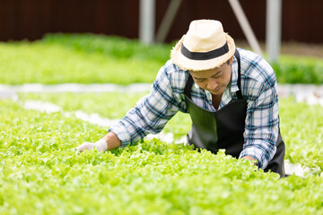 senior farmer checking organic vegetables in hydroponic farm