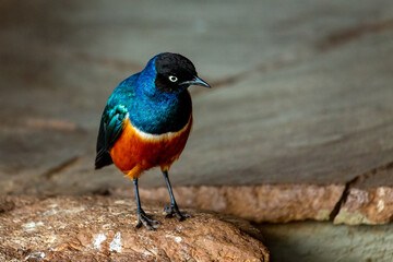 Beautiful little colorful African bird - Starling