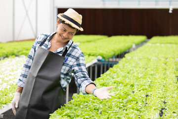 senior farmer smiling and showing arm gesture with organic vegetables in hydroponic farm