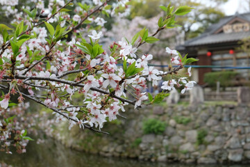 新緑の混ざった桜の花と背景に写る古民家