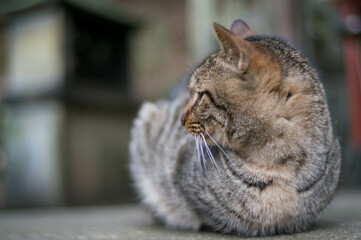 日本の神社に暮らす猫