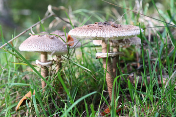 Macrolepiota procera   (Macrolepiota procera)