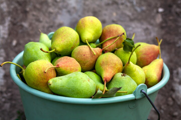Green bucket with harvested pears