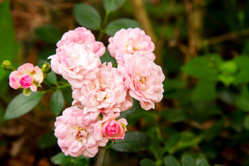 Bouquet of pink wild roses on green leaf background