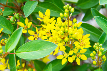 Yellow bouquet on green leaf background