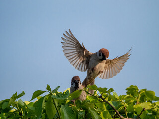 大きく翼を広げるスズメ
