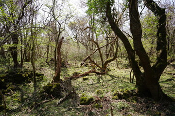 fallen trees in early spring forest