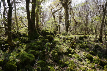 mossy rocks and old trees in the sunlight