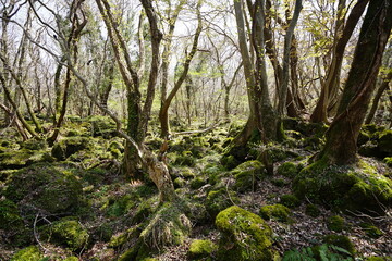 mossy rocks and old trees in the sunlight
