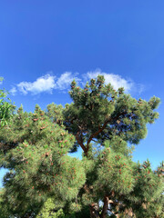 Pine tree on a blue sky background