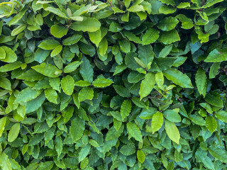 Natural green background of laurel leaves